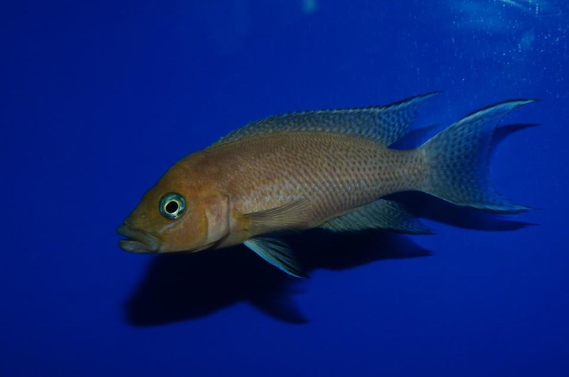 Neolamprologus sp. 'cygnus'